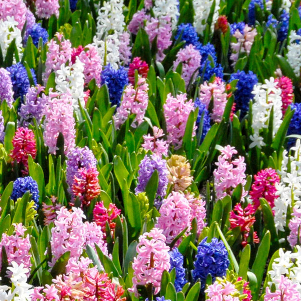 Hyacinth Bulb Collection