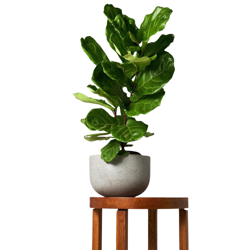 Tropical Treasure Fig Tree – A Bold Leafy Statement