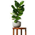 Tropical Treasure Fig Tree – A Bold Leafy Statement