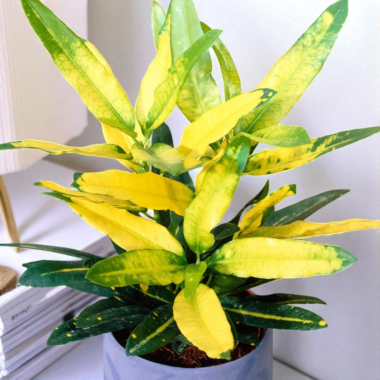 Croton Sunny Star