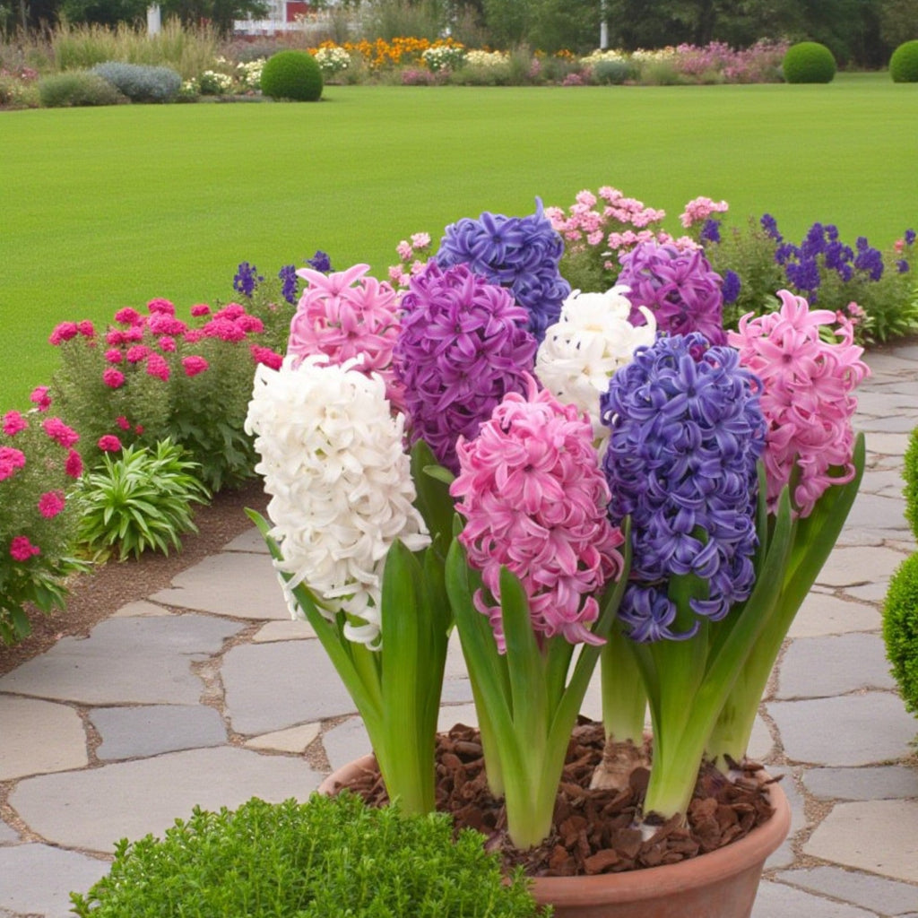 Hyacinth Bulb Collection