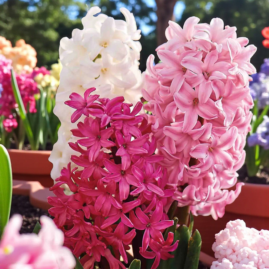 Hyacinth Bulb Collection