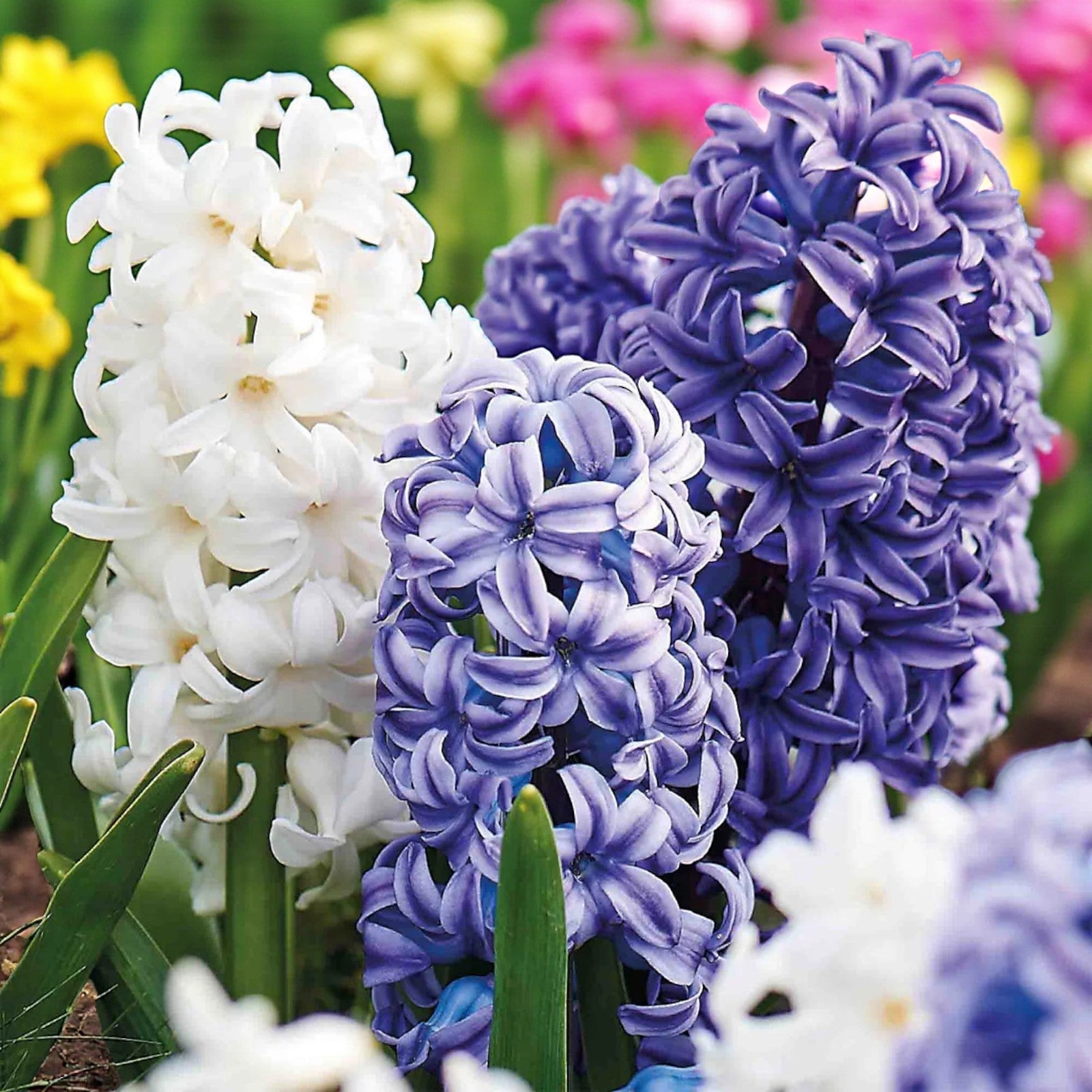 Hyacinth Bulb Collection