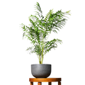 Parlor Palm Bamboo – Stylish & Low-Maintenance Greenery