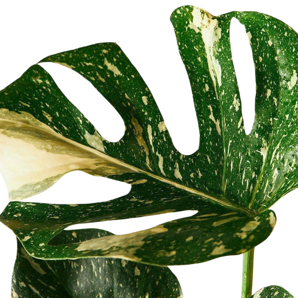 Monstera Thai Constellation – Elegant & Easy-Care Houseplant