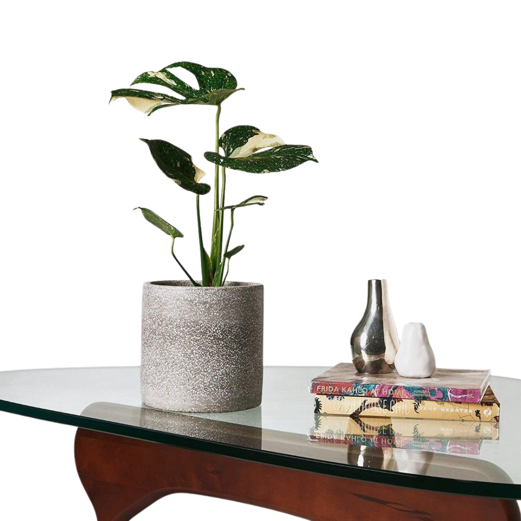 Tropical Treasure Fig Tree – A Bold Leafy Statement