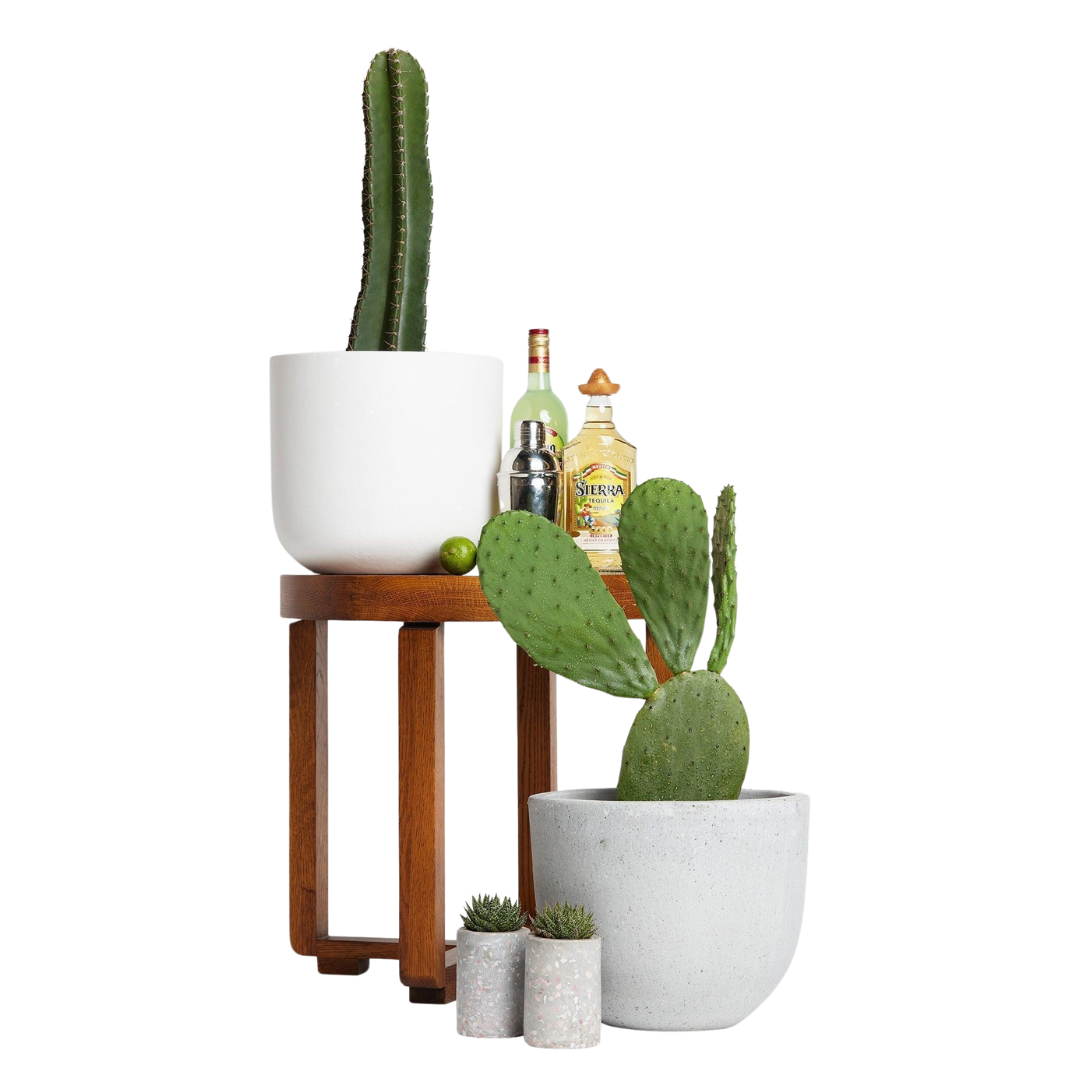 San Pedro Cactus – Iconic Andean Statement Plant