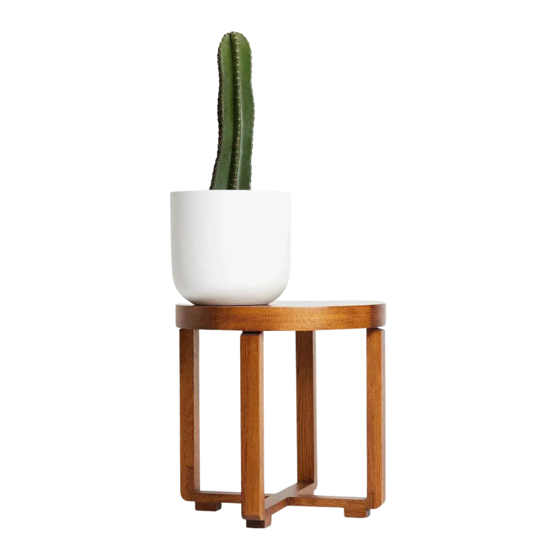 San Pedro Cactus – Iconic Andean Statement Plant