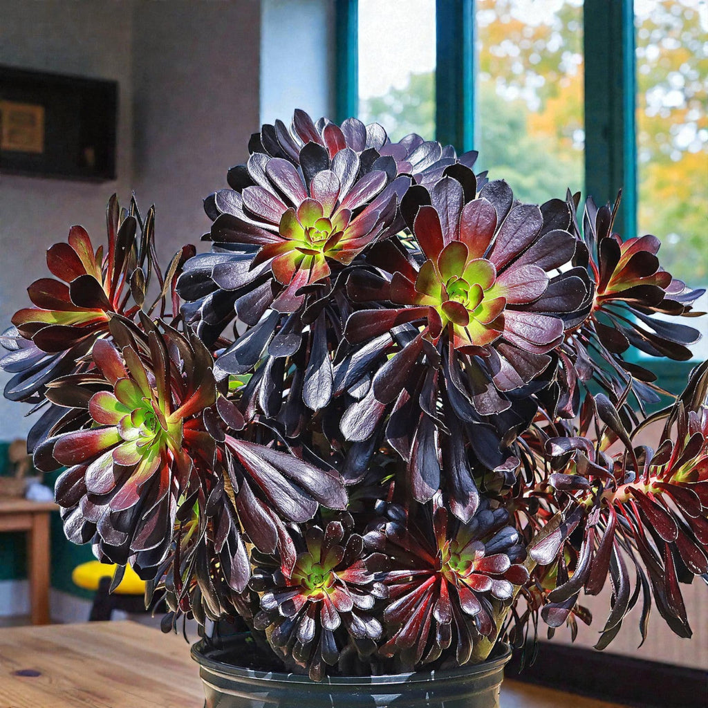 Aeonium Zwartkop