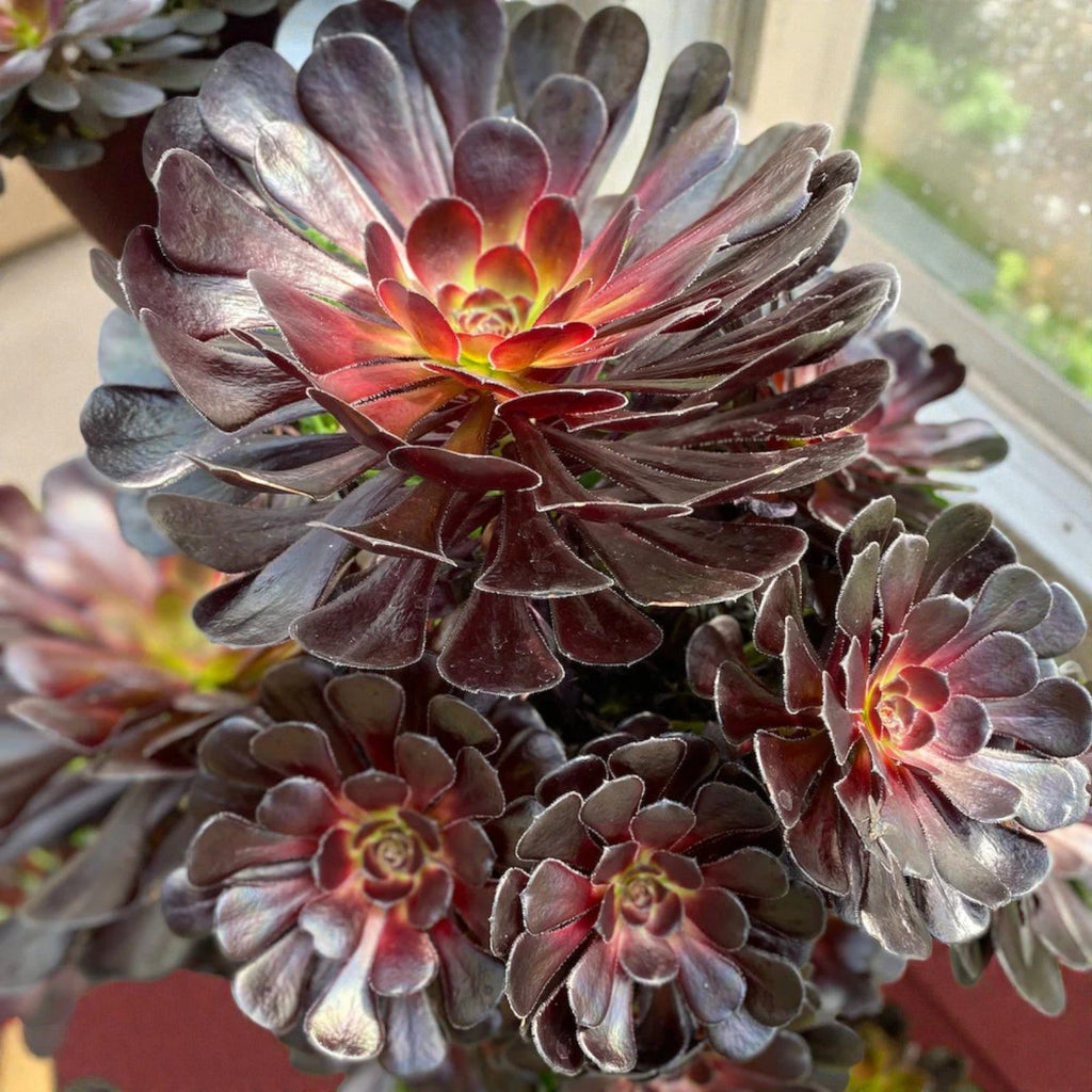 Aeonium Zwartkop