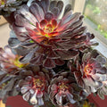 Aeonium Zwartkop