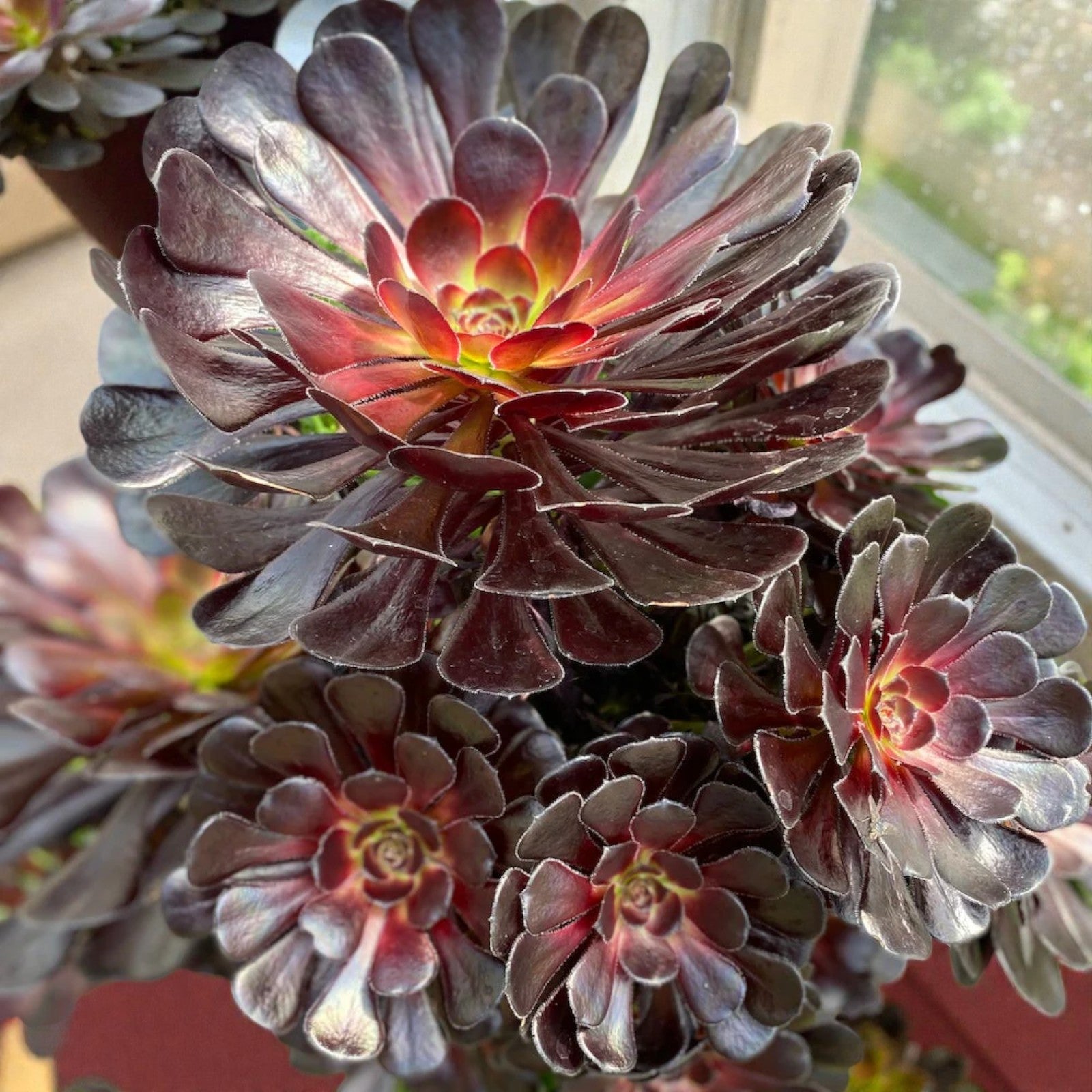 Aeonium Zwartkop