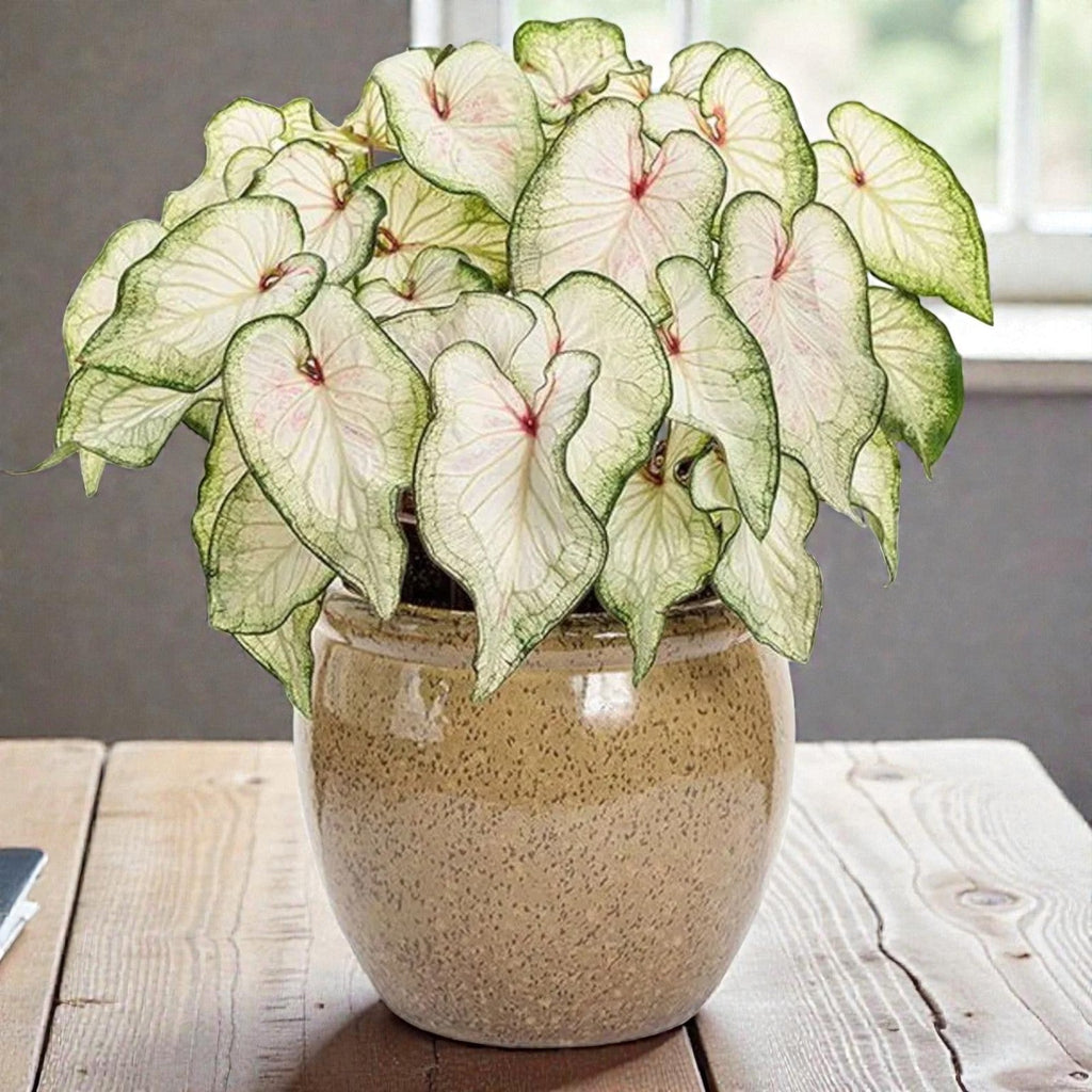 Caladium White Wonder