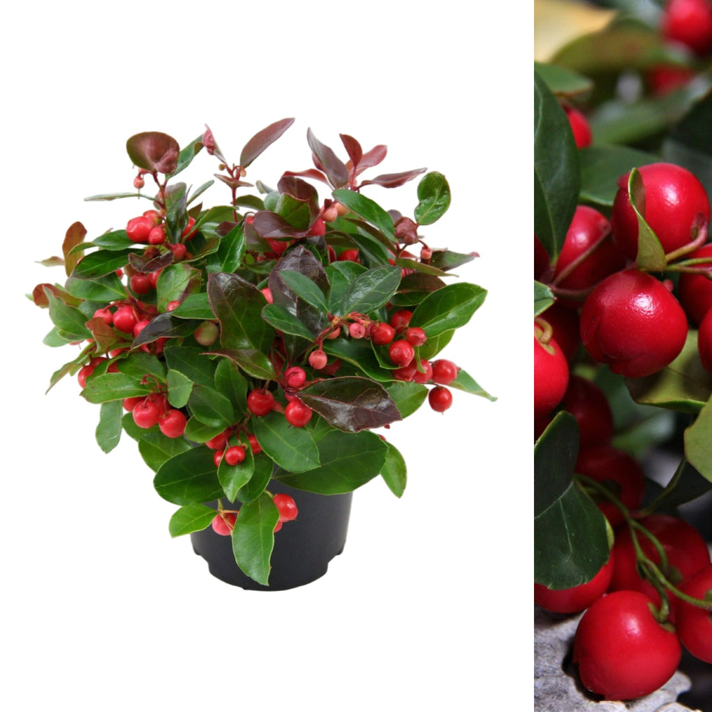 Gaultheria Procumbens Big Berry
