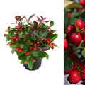 Gaultheria Procumbens Big Berry