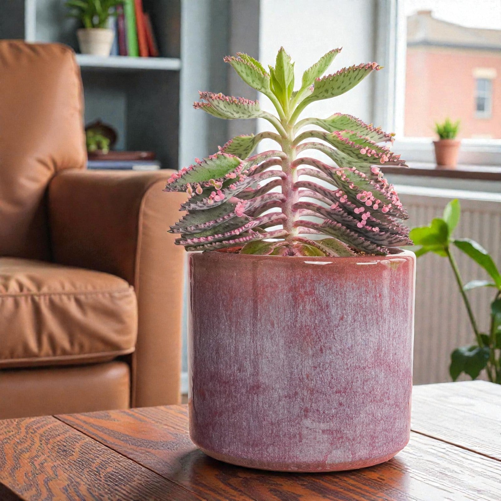 Kalanchoe Pink Butterfly