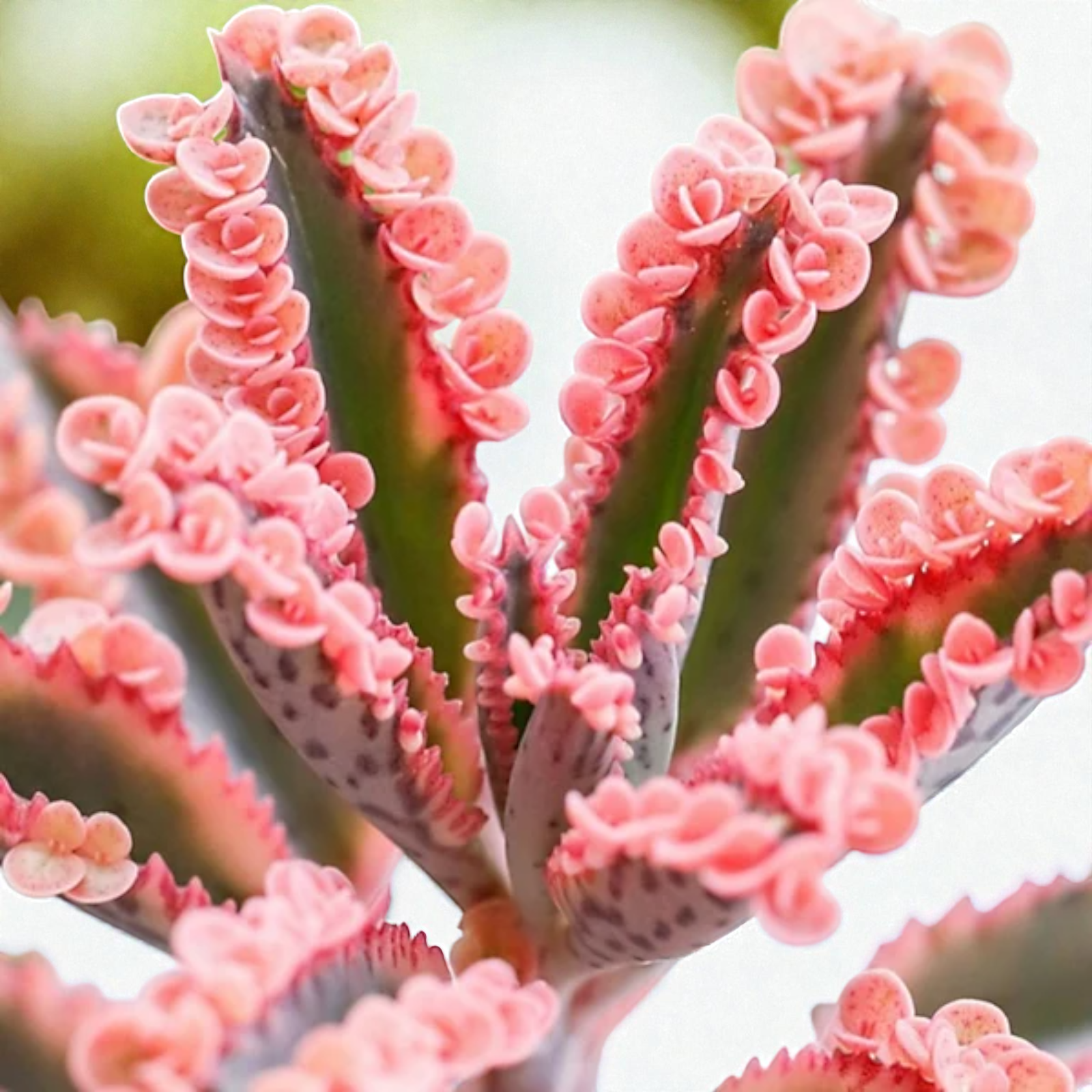 Kalanchoe Pink Butterfly