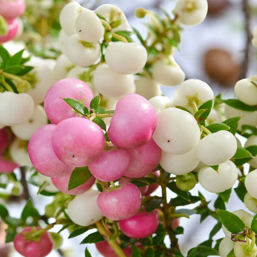 Gaultheria Prickly Heath