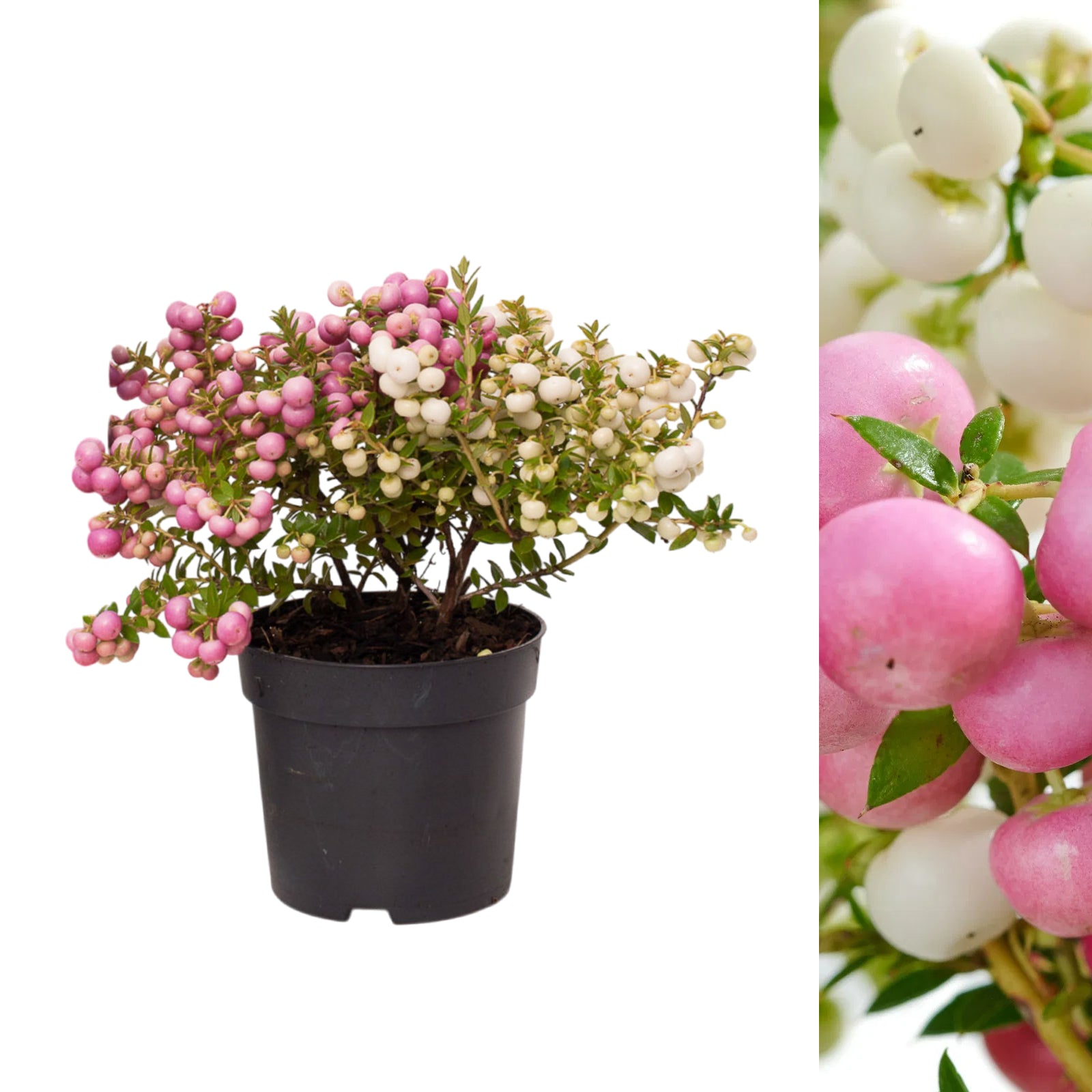 Gaultheria Prickly Heath