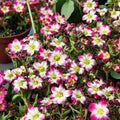 Saxifraga Alpino Early Picotee Rockfoil Plants