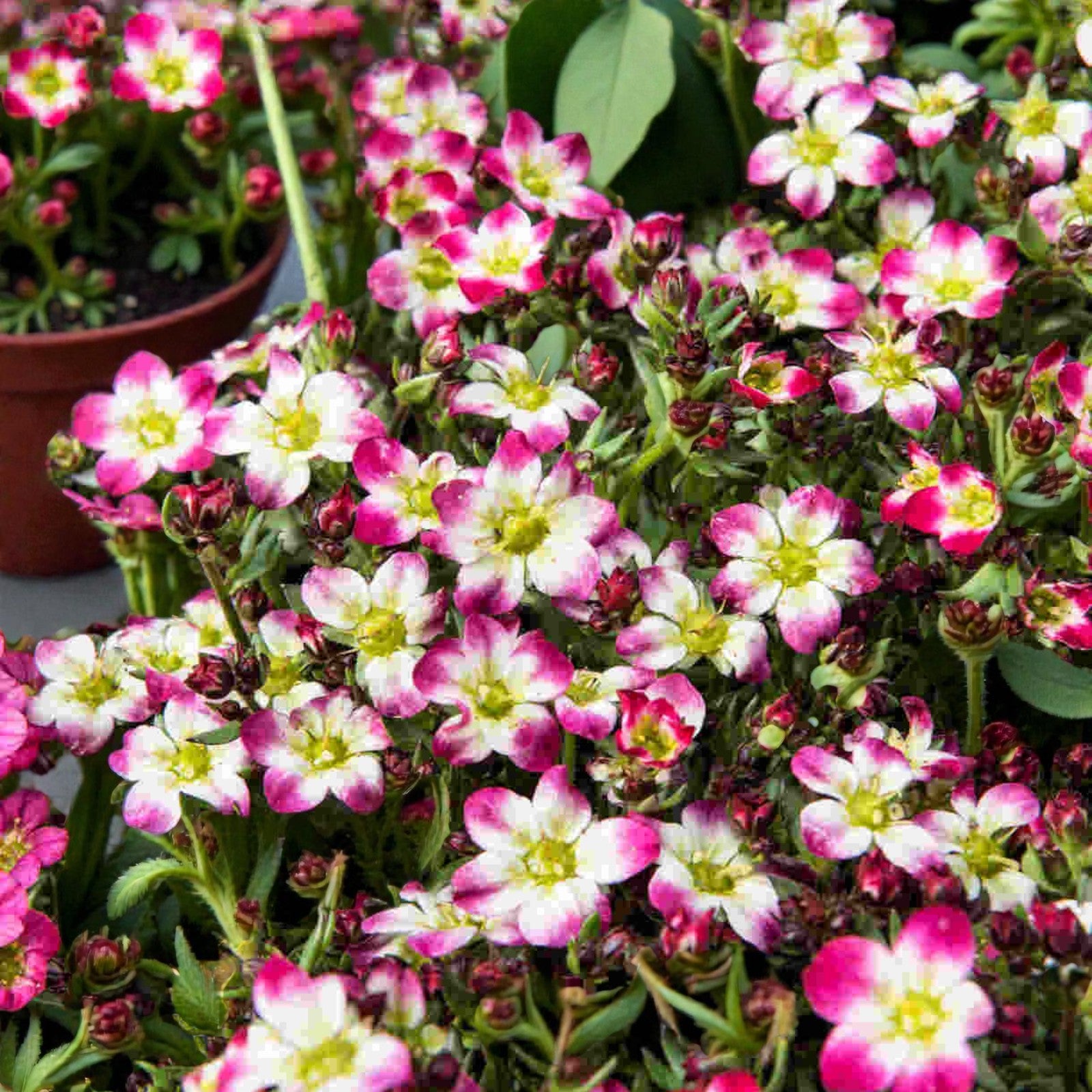 Saxifraga Alpino Early Picotee Rockfoil Plants