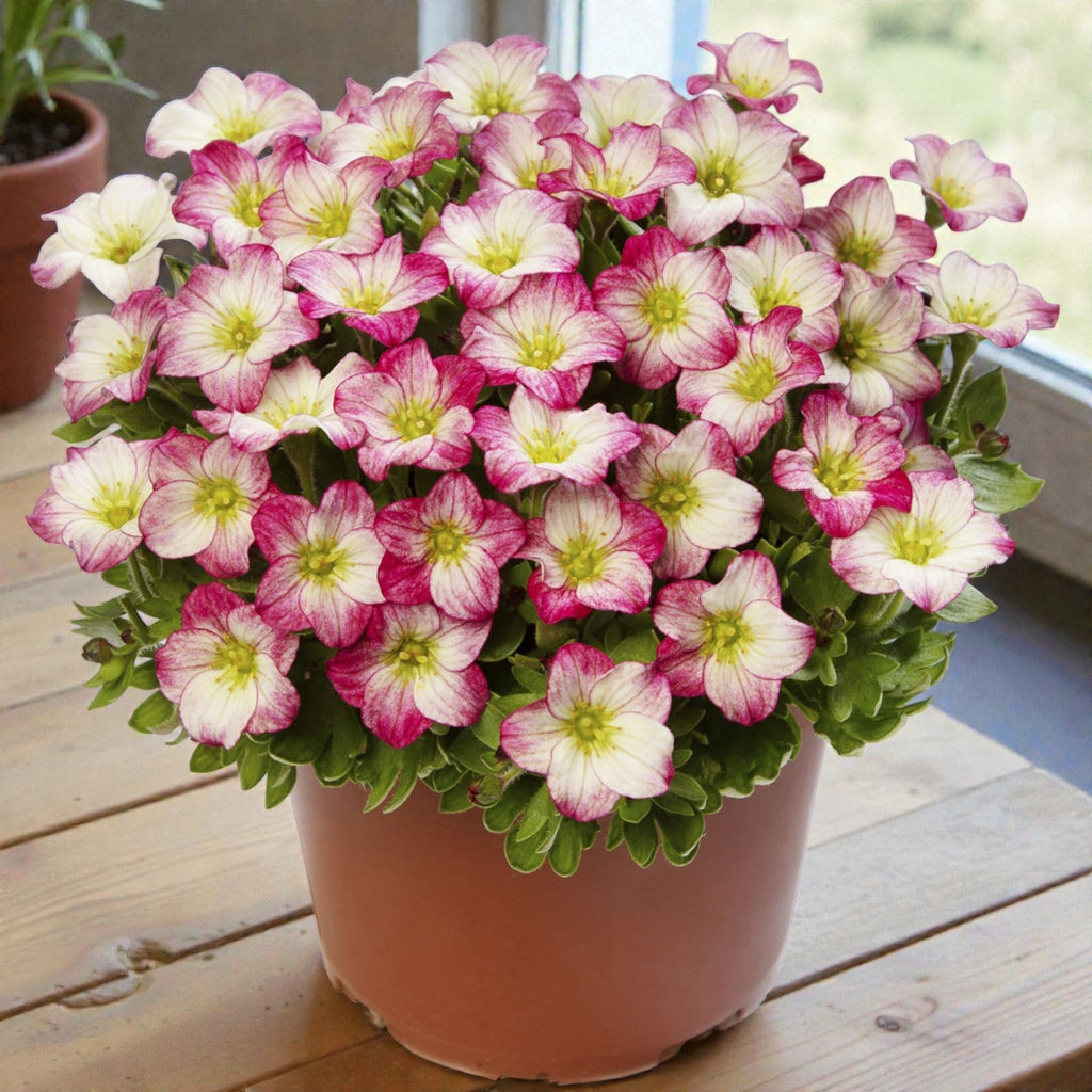 Saxifraga Alpino Early Picotee Rockfoil Plants