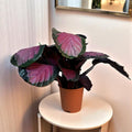 Calathea Crimson