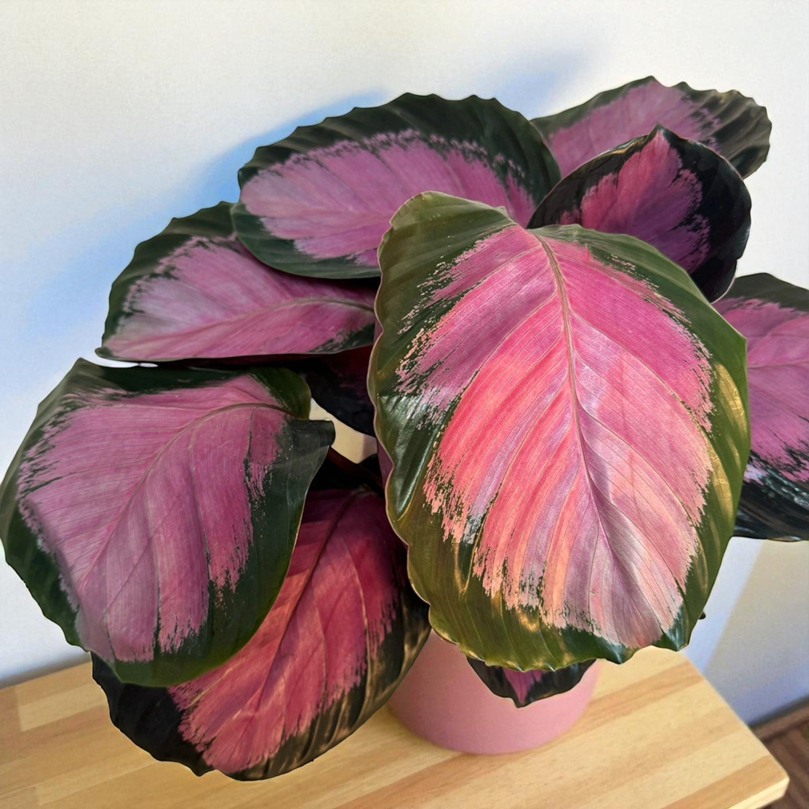 Calathea Crimson