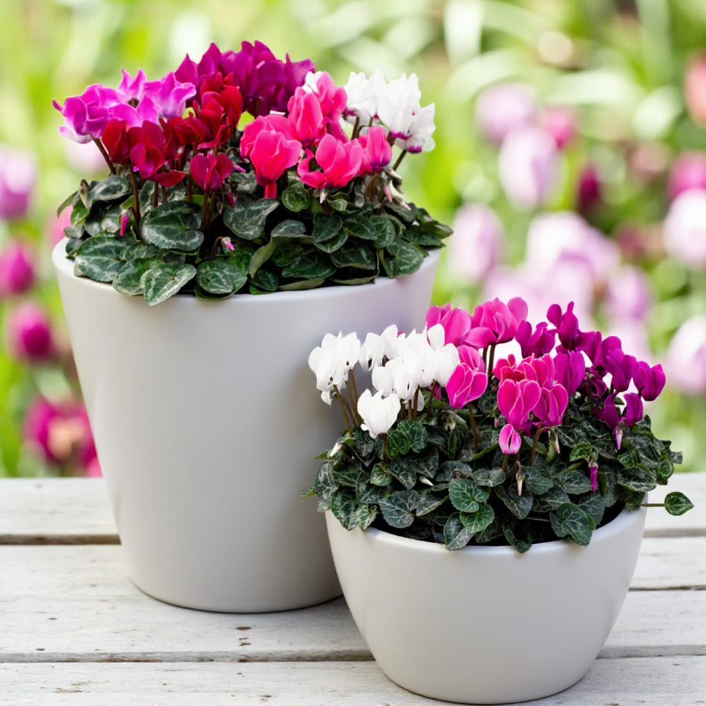 Cyclamen Persicum Tricolour