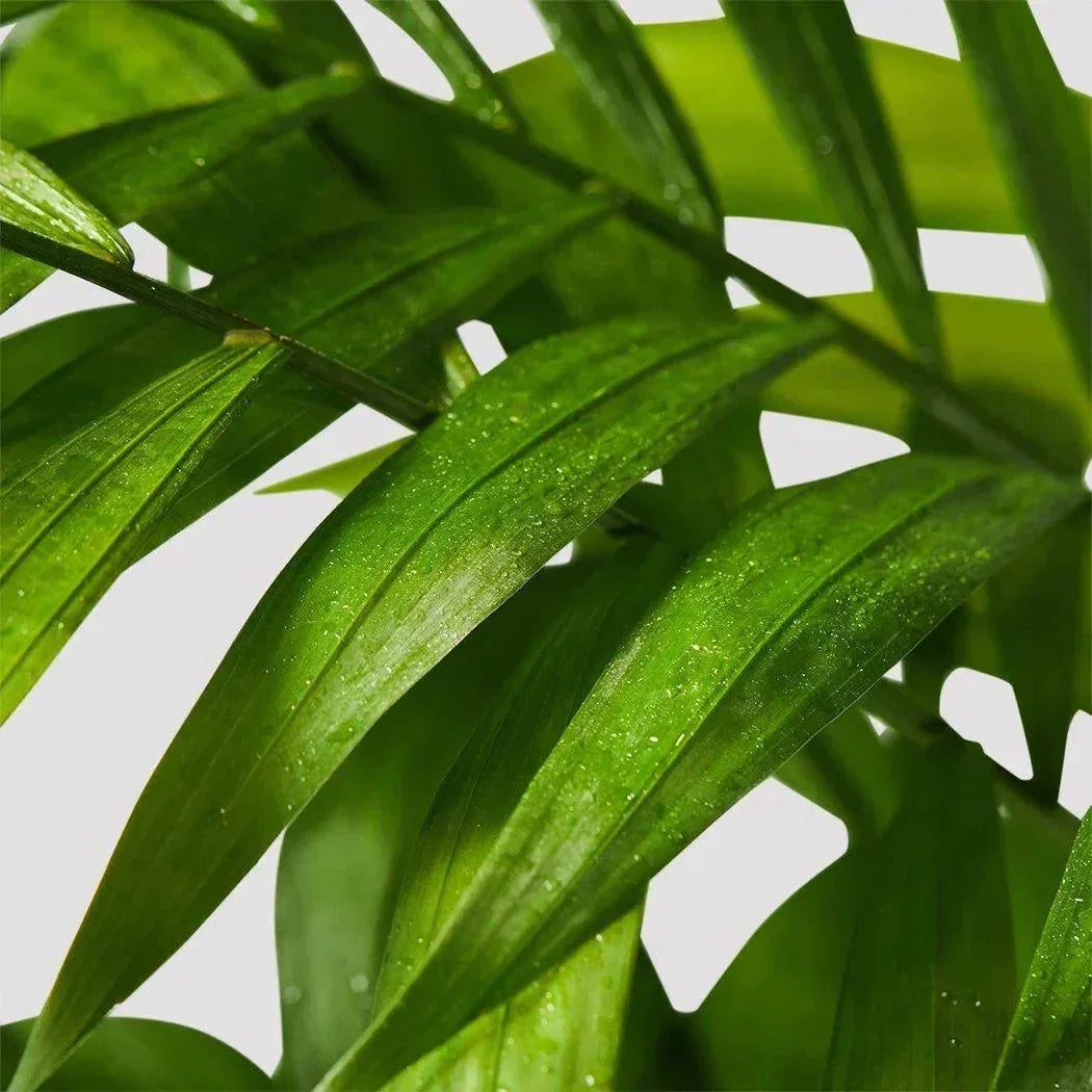 Parlor Palm Bamboo – Stylish & Low-Maintenance Greenery