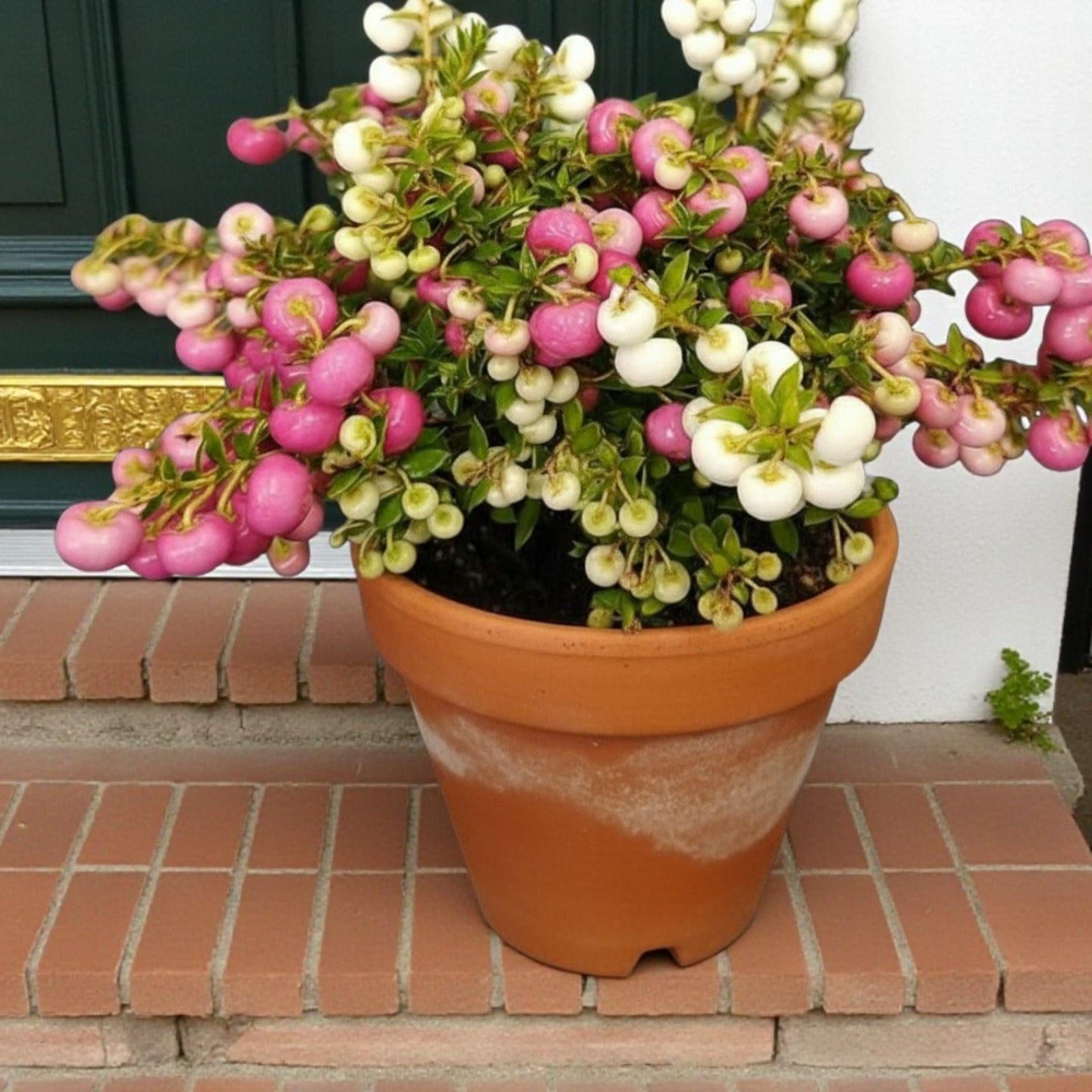 Gaultheria Prickly Heath