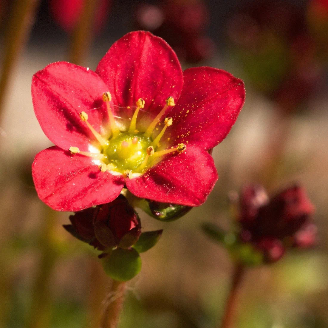 Saxifraga Touran Deep Red Rockfoil Plants