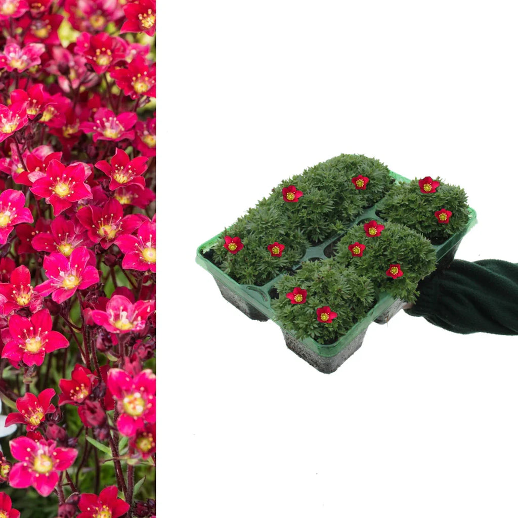 Saxifraga Touran Deep Red Rockfoil Plants