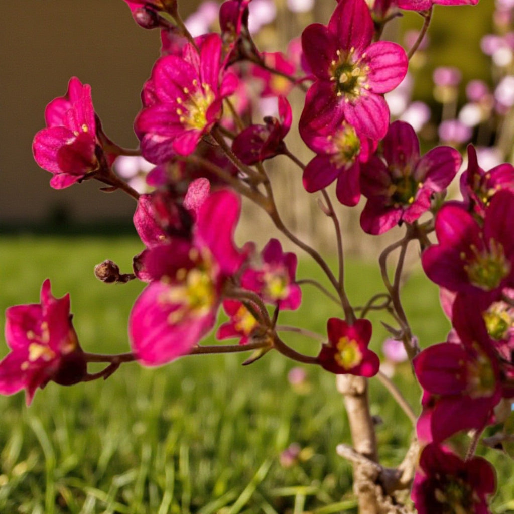 Saxifraga Touran Deep Red Rockfoil Plants