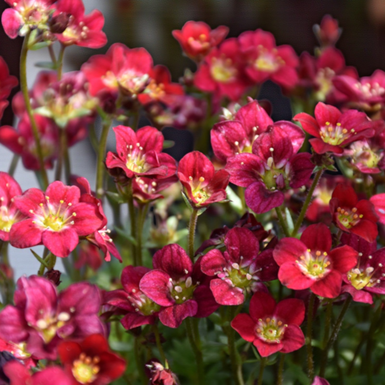 Saxifraga Touran Deep Red Rockfoil Plants